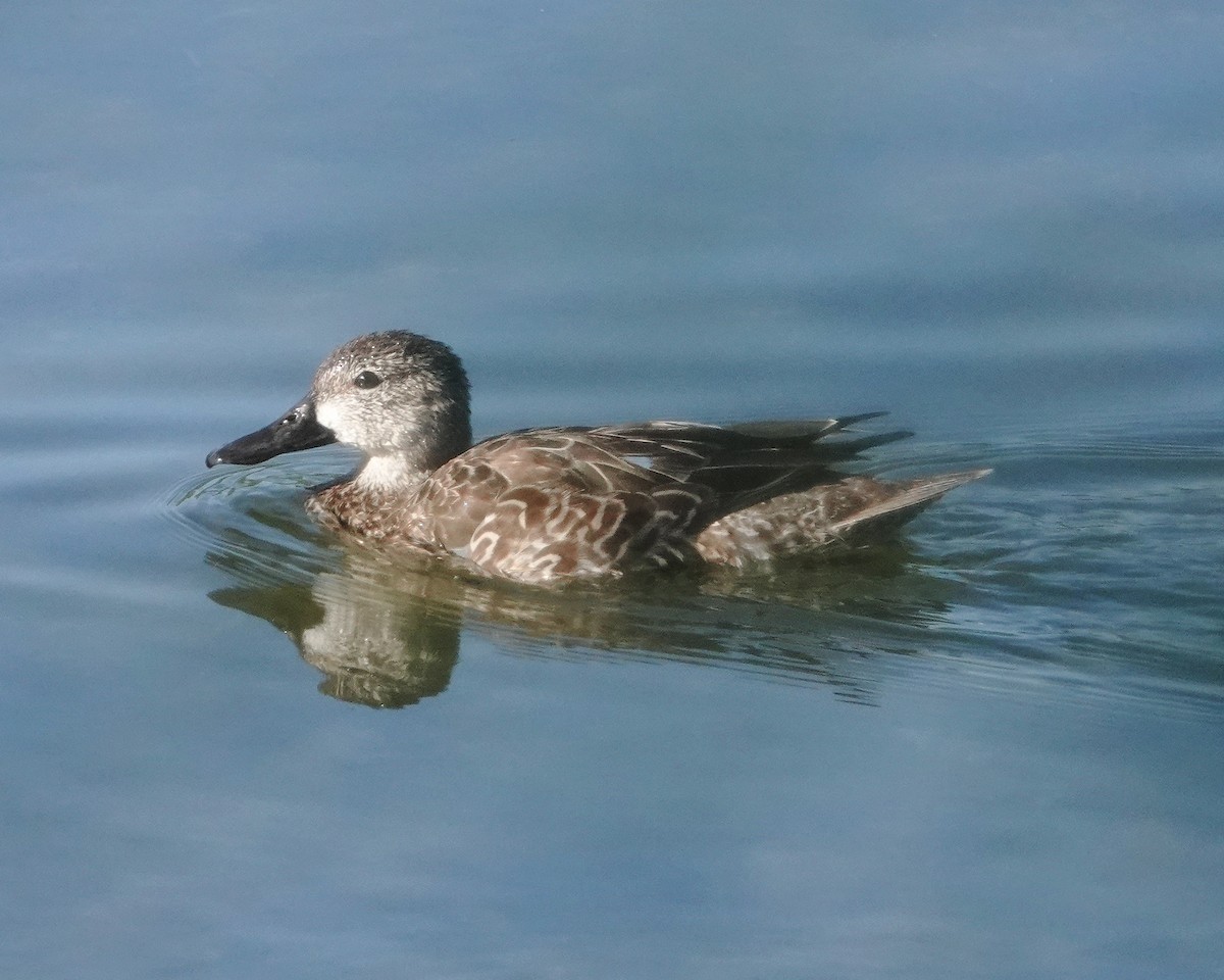 Blue-winged Teal - ML617791554