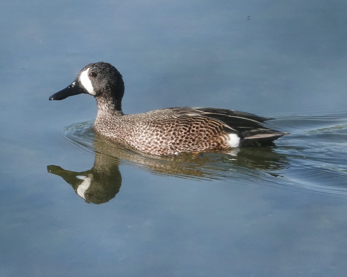 Blue-winged Teal - ML617791555