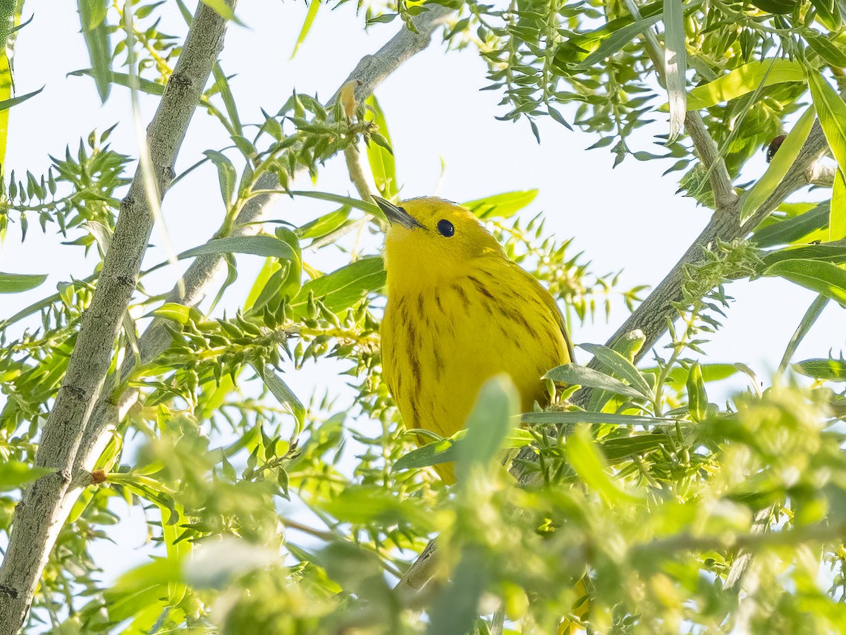 Northern Yellow Warbler - Diane Hoy