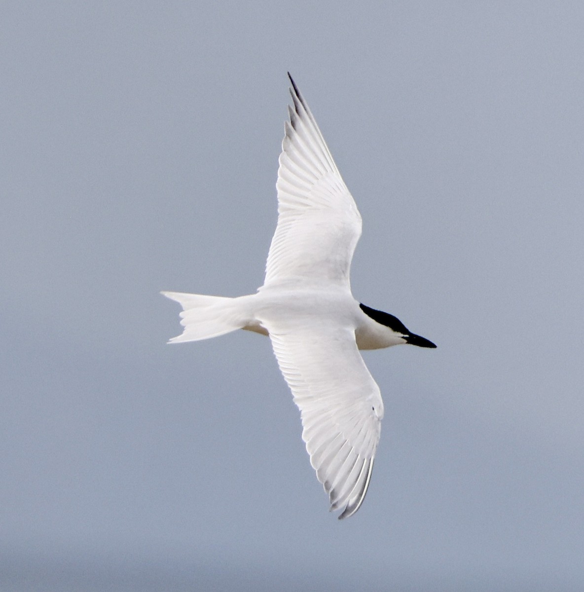 Gull-billed Tern - Carolyn Thiele