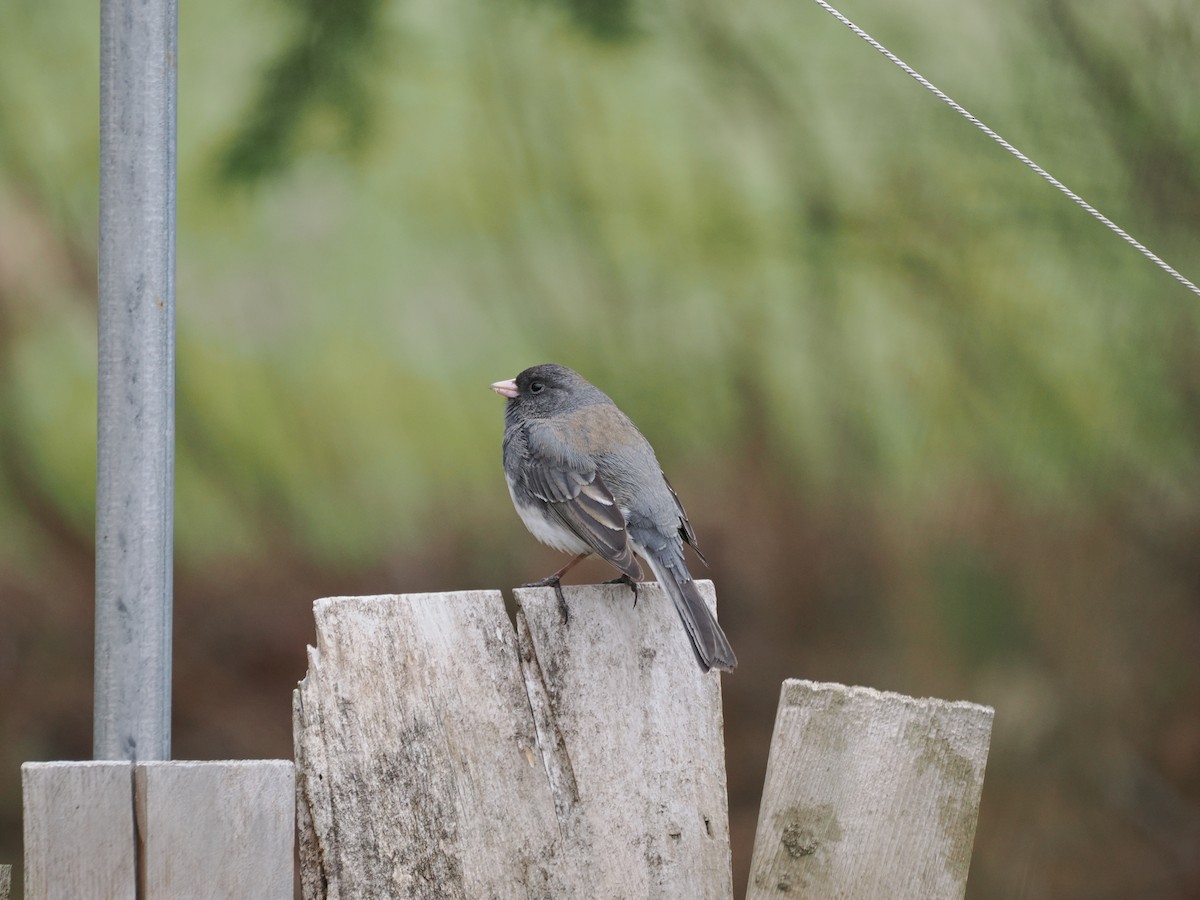 Dark-eyed Junco - ML617791597