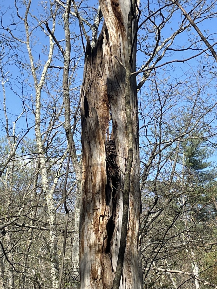 Barred Owl - ML617791641