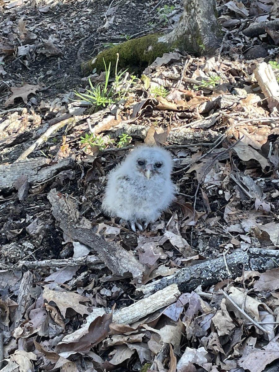 Barred Owl - ML617791642
