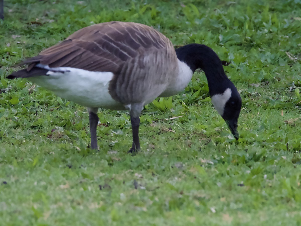 Canada Goose - ML617791682