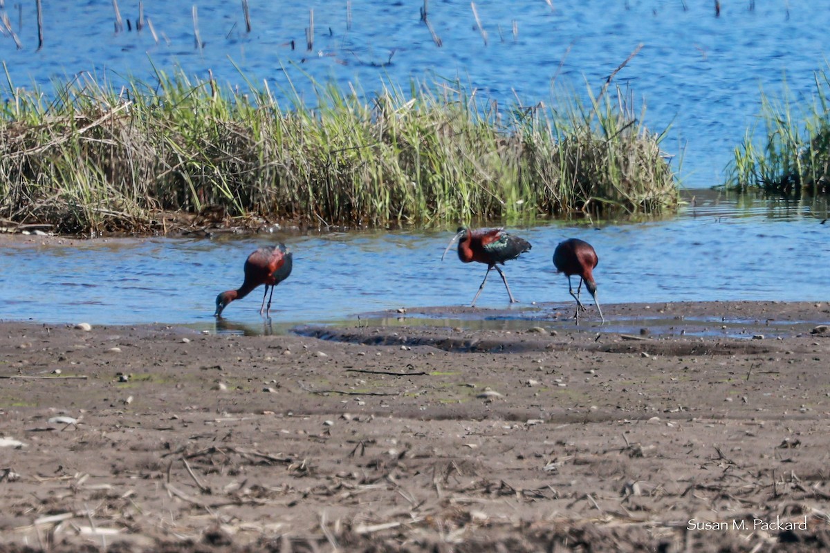 Glossy Ibis - ML617791684