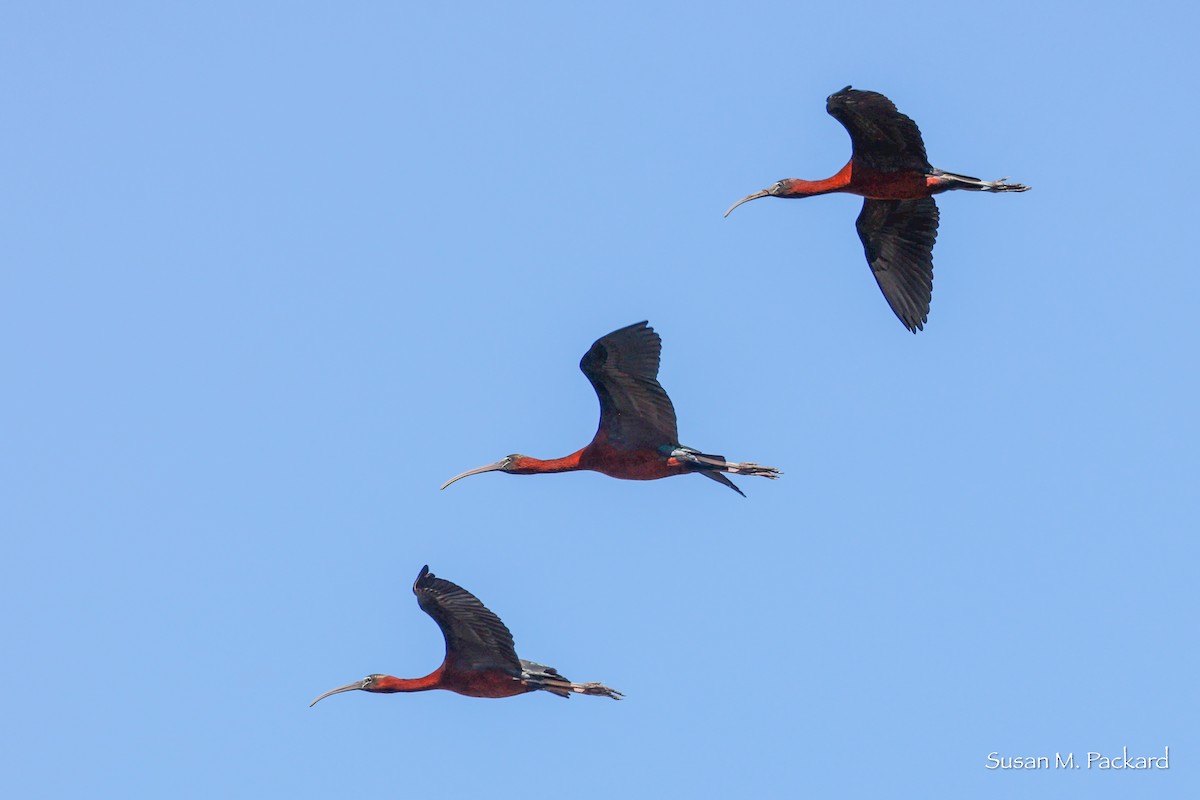 ibis hnědý - ML617791685