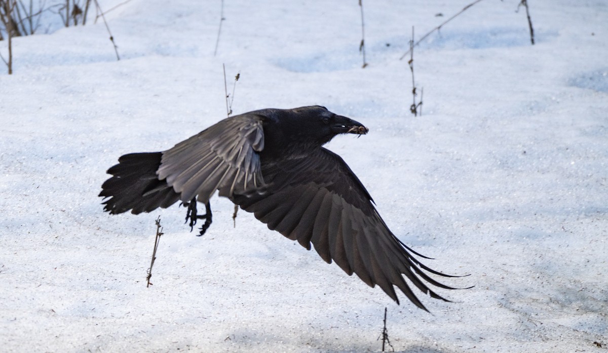 Common Raven - David Campbell