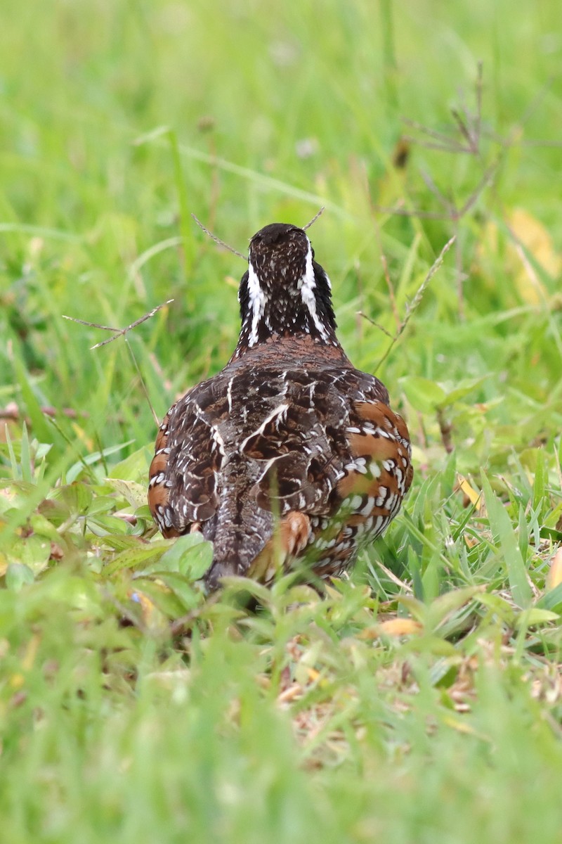 Northern Bobwhite - ML617791789