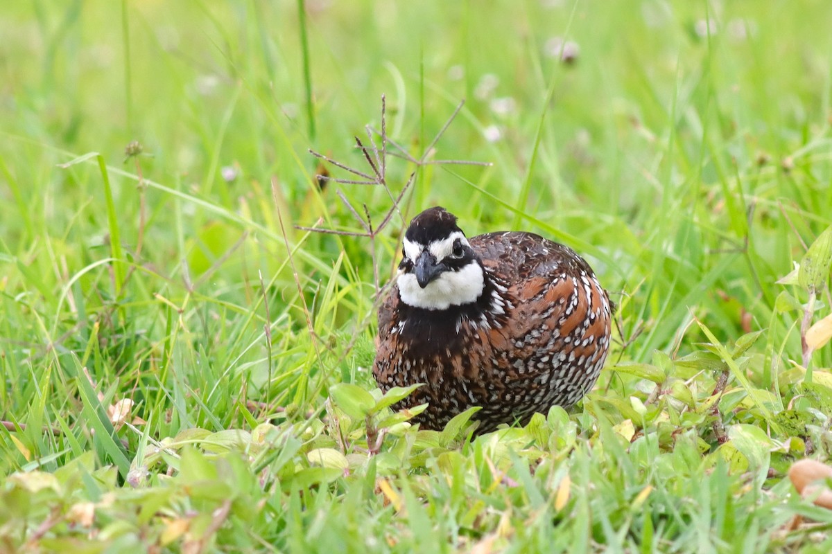 Northern Bobwhite - ML617791791