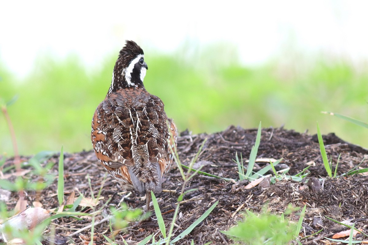 Northern Bobwhite - ML617791794