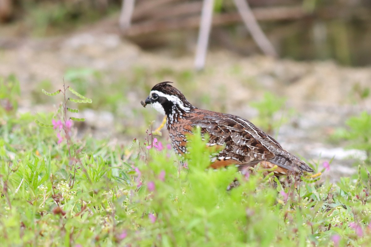 Northern Bobwhite - ML617791796