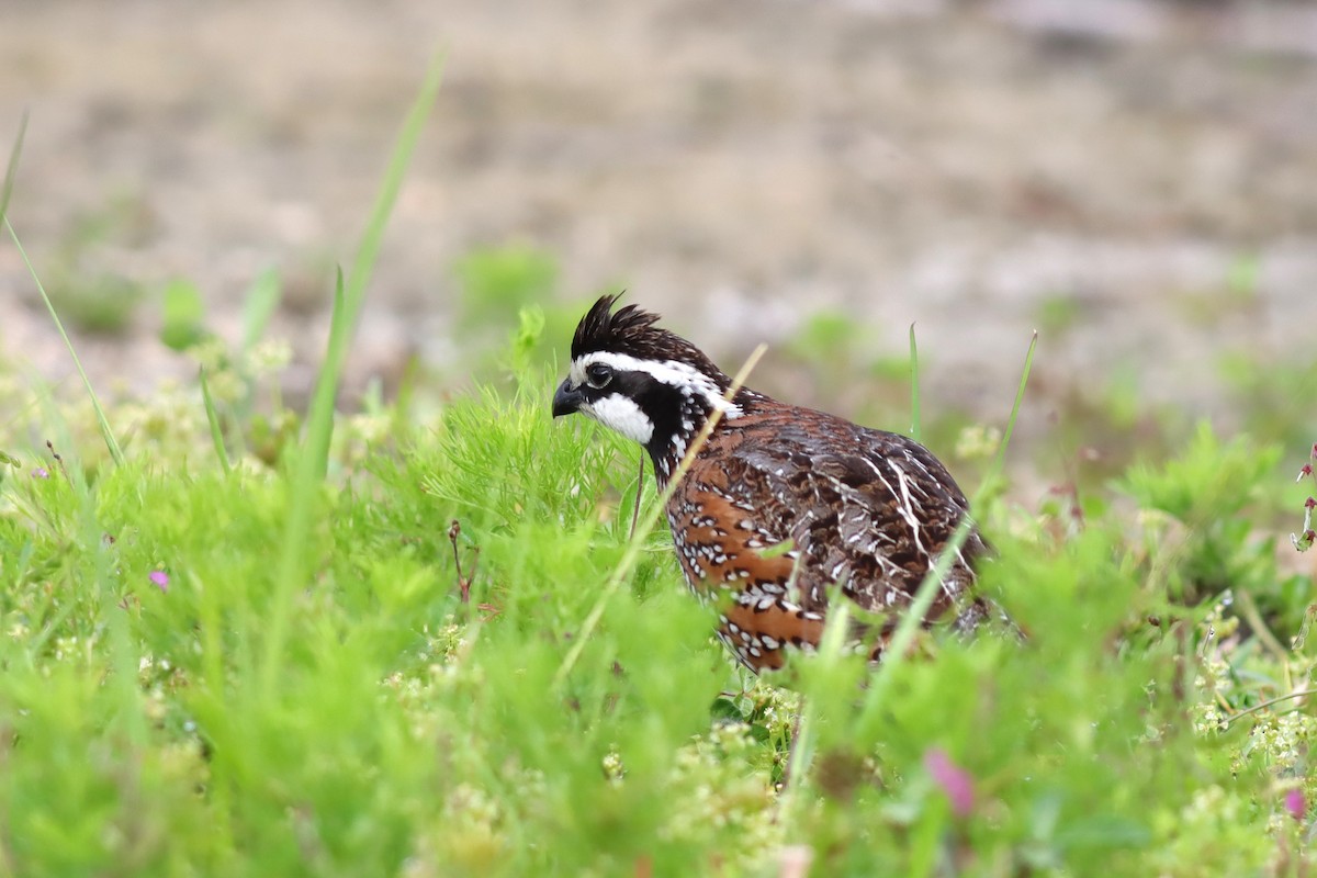 Northern Bobwhite - ML617791797