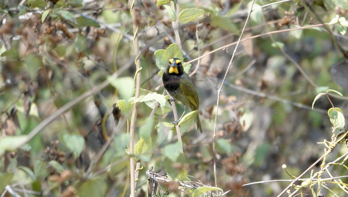 Yellow-faced Grassquit - ML617791801