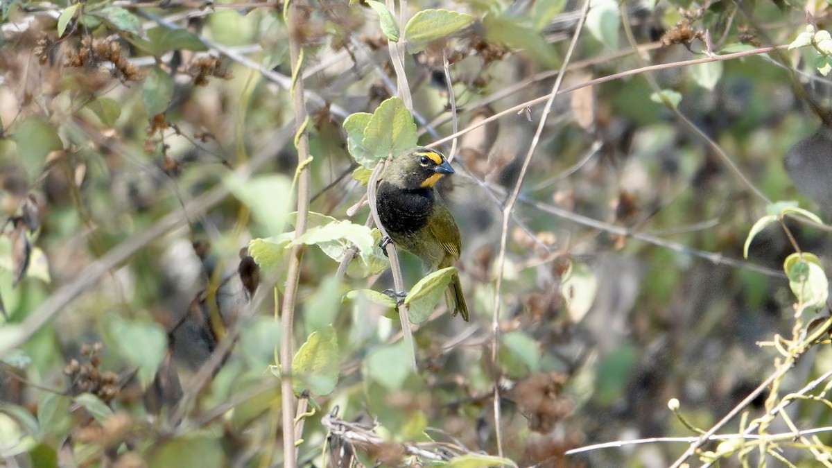 Yellow-faced Grassquit - ML617791802