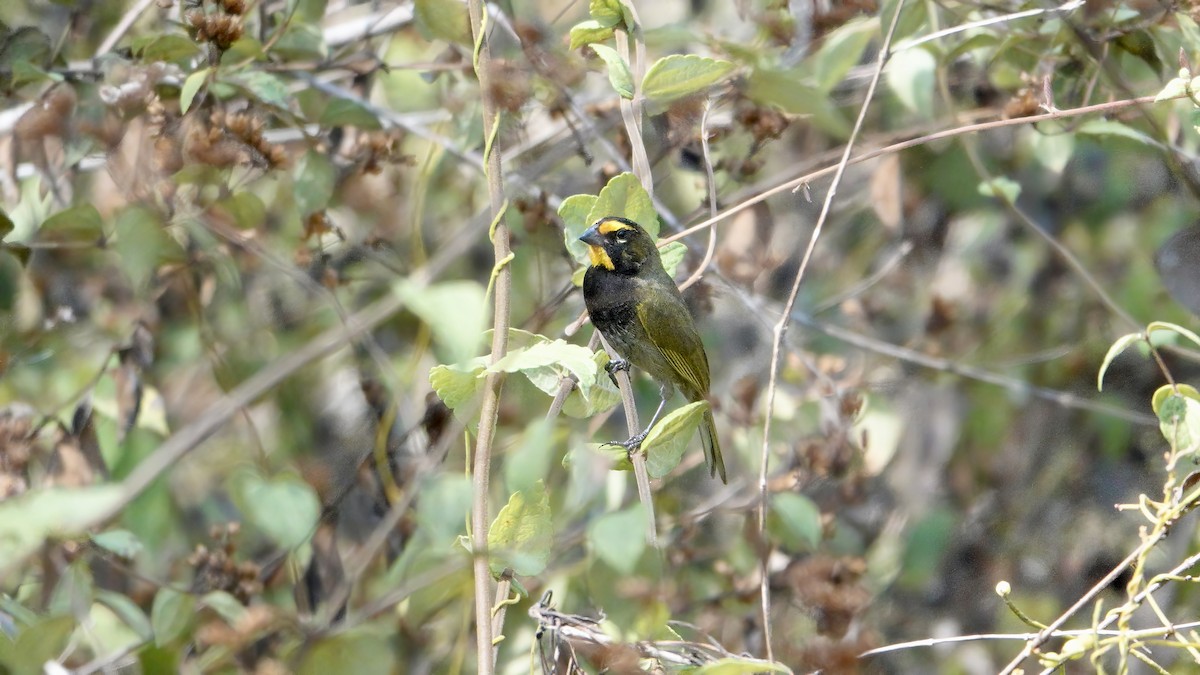 Yellow-faced Grassquit - ML617791803