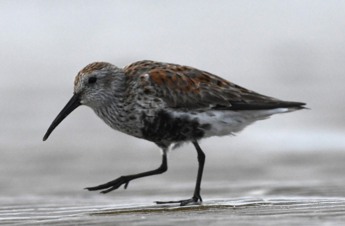 Dunlin - ML617791810