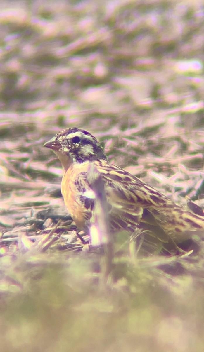 Smith's Longspur - Jeremiah Oden