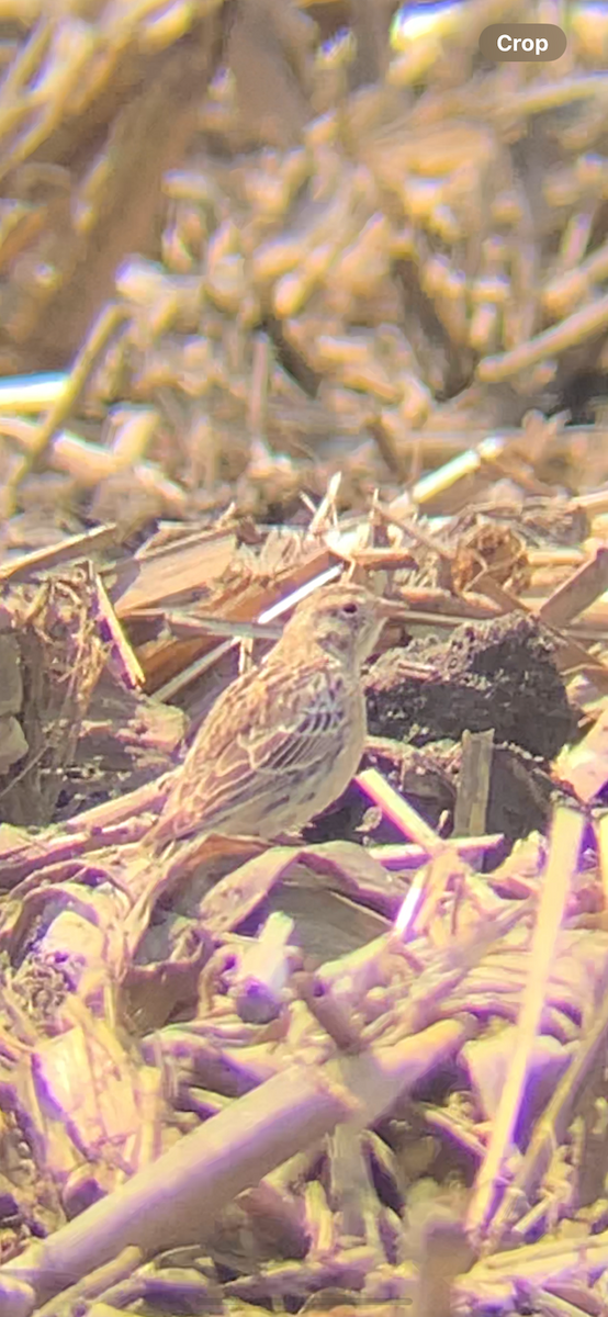 Smith's Longspur - Jeremiah Oden