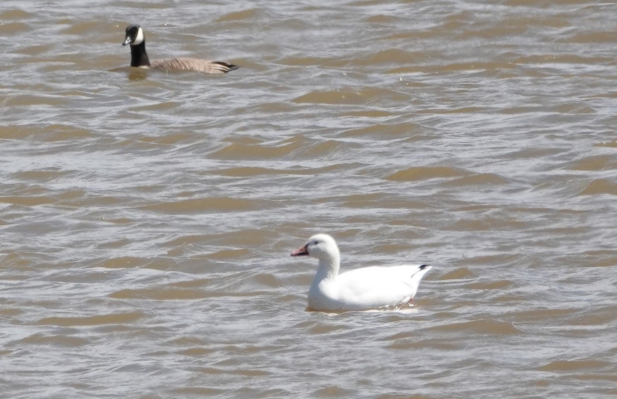 Snow Goose - ML617791819