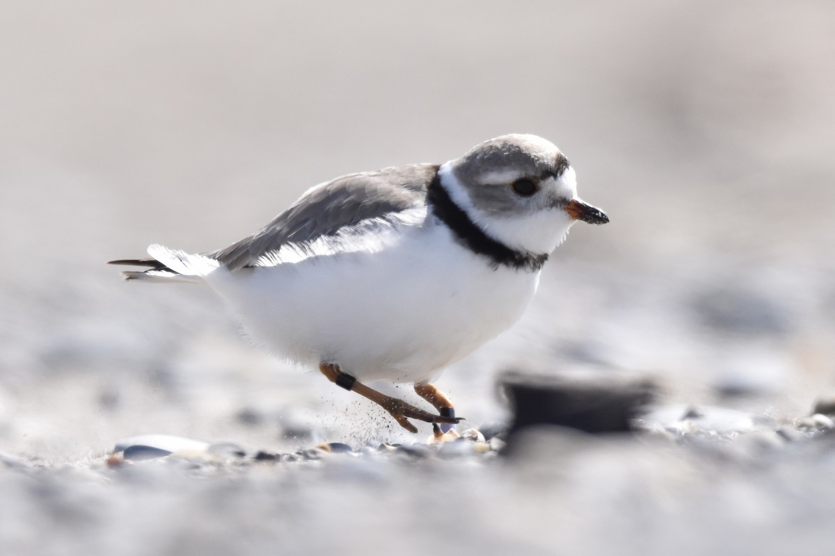 Piping Plover - ML617791865