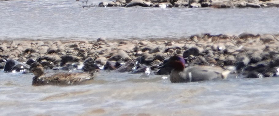 Green-winged Teal - ML617791880