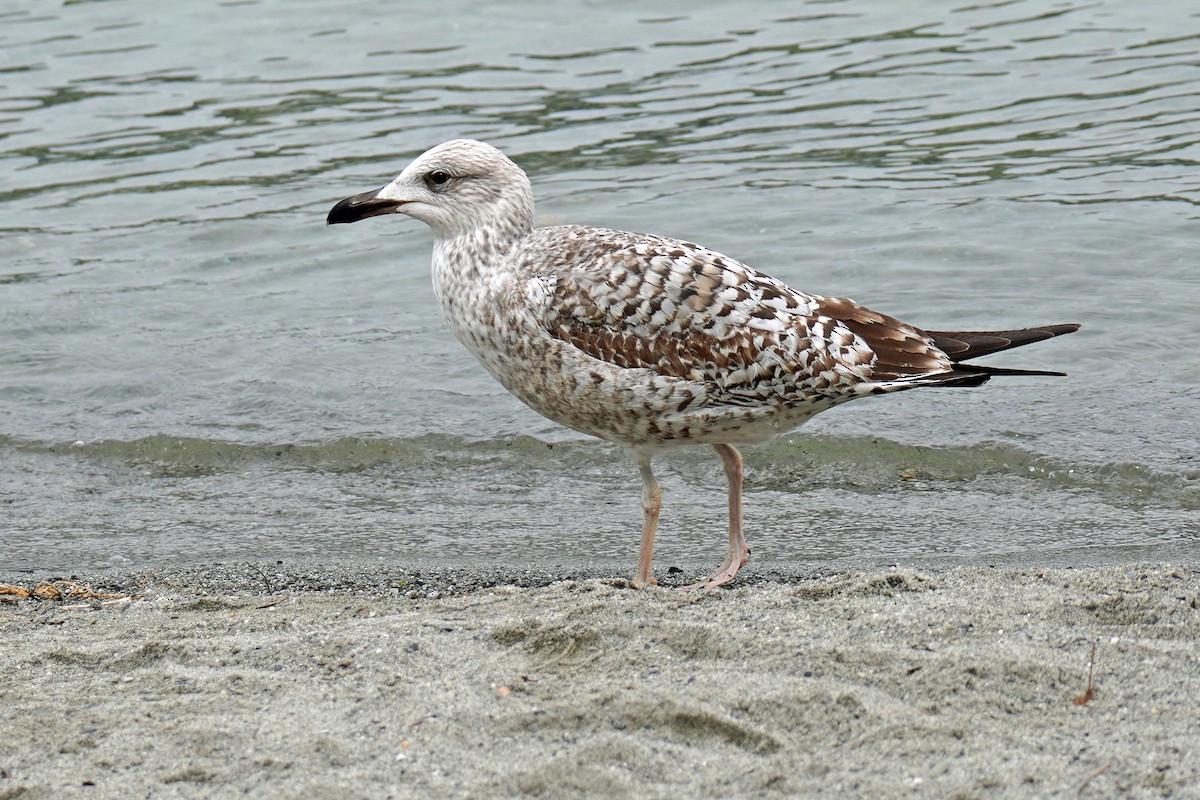 Yellow-legged Gull - ML617791884