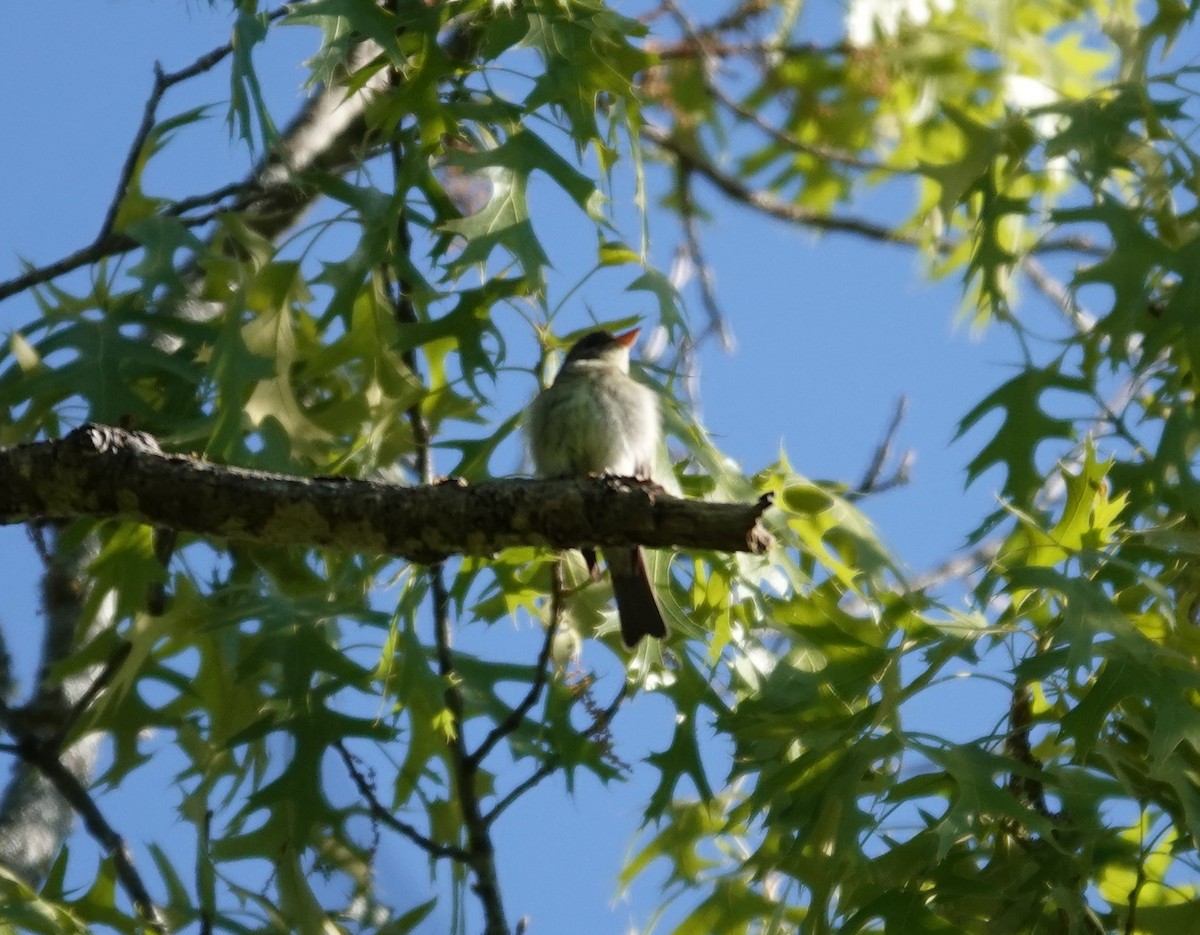 Eastern Wood-Pewee - ML617791903