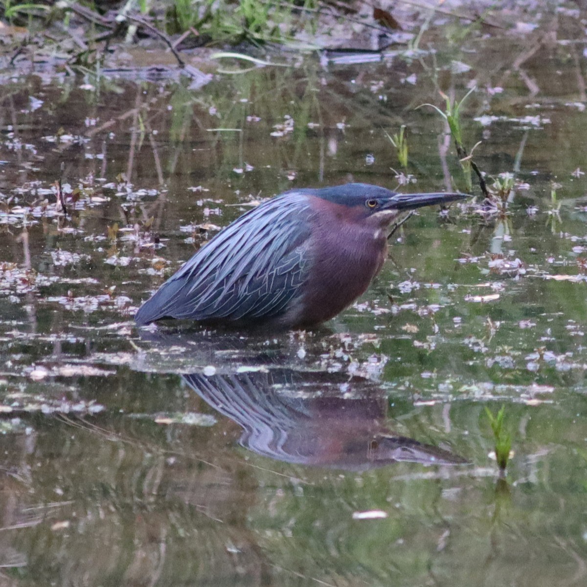 Green Heron - ML617791935