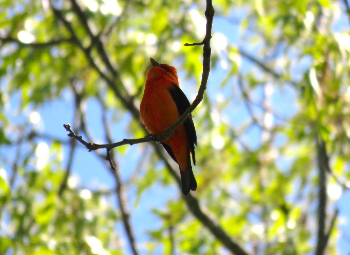 Scarlet Tanager - ML617791991