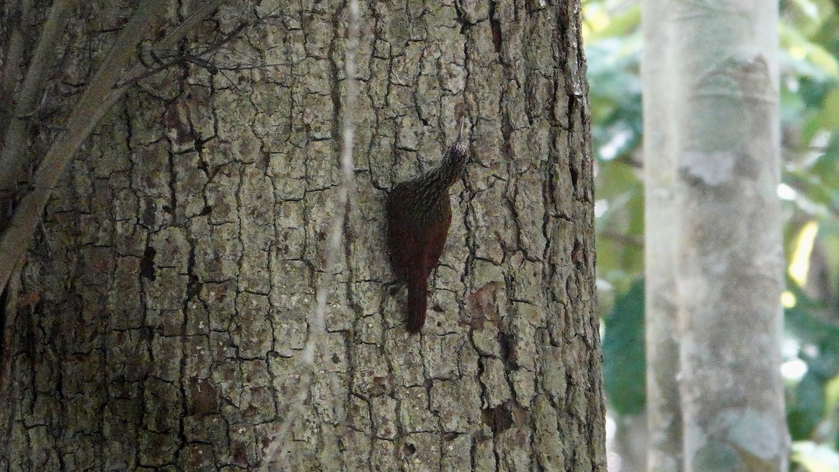 Streak-headed Woodcreeper - ML617791992