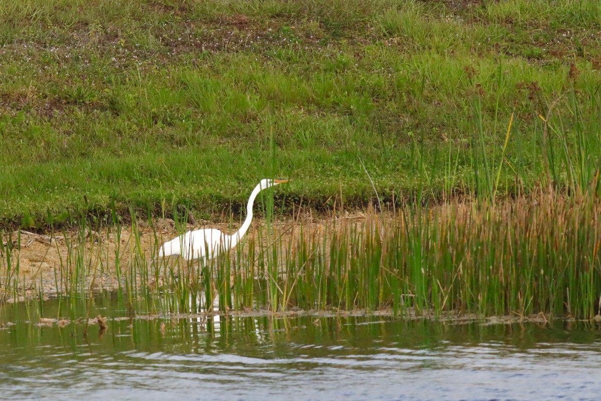 Great Egret - Margaret Viens