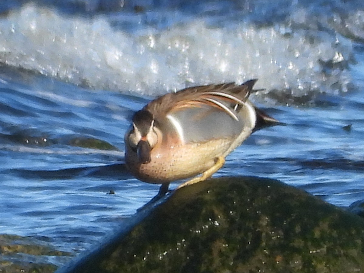 Baikal Teal - ML617792092