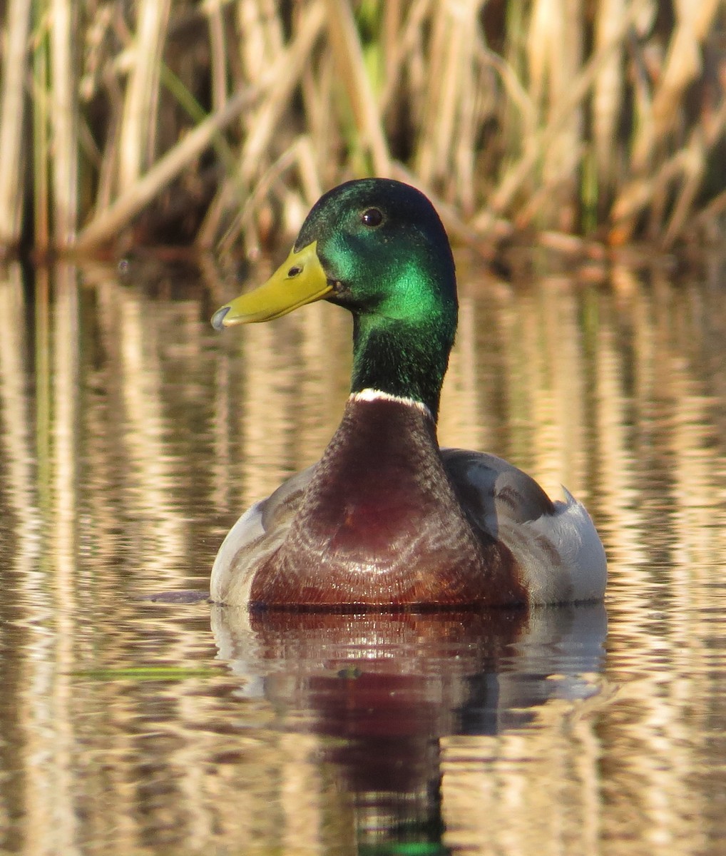 Mallard - ML617792160