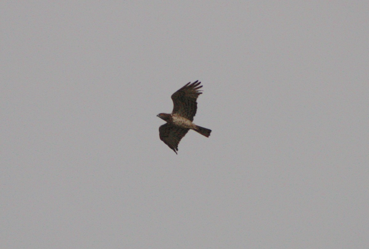 Short-toed Snake-Eagle - ML617792205