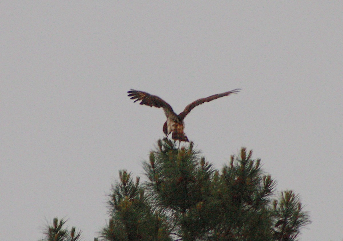 Short-toed Snake-Eagle - ML617792210