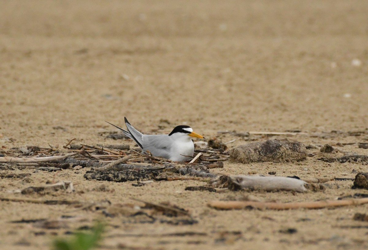 Least Tern - ML617792237