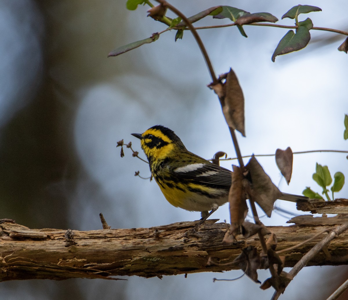 Townsend's Warbler - Julie Bowen