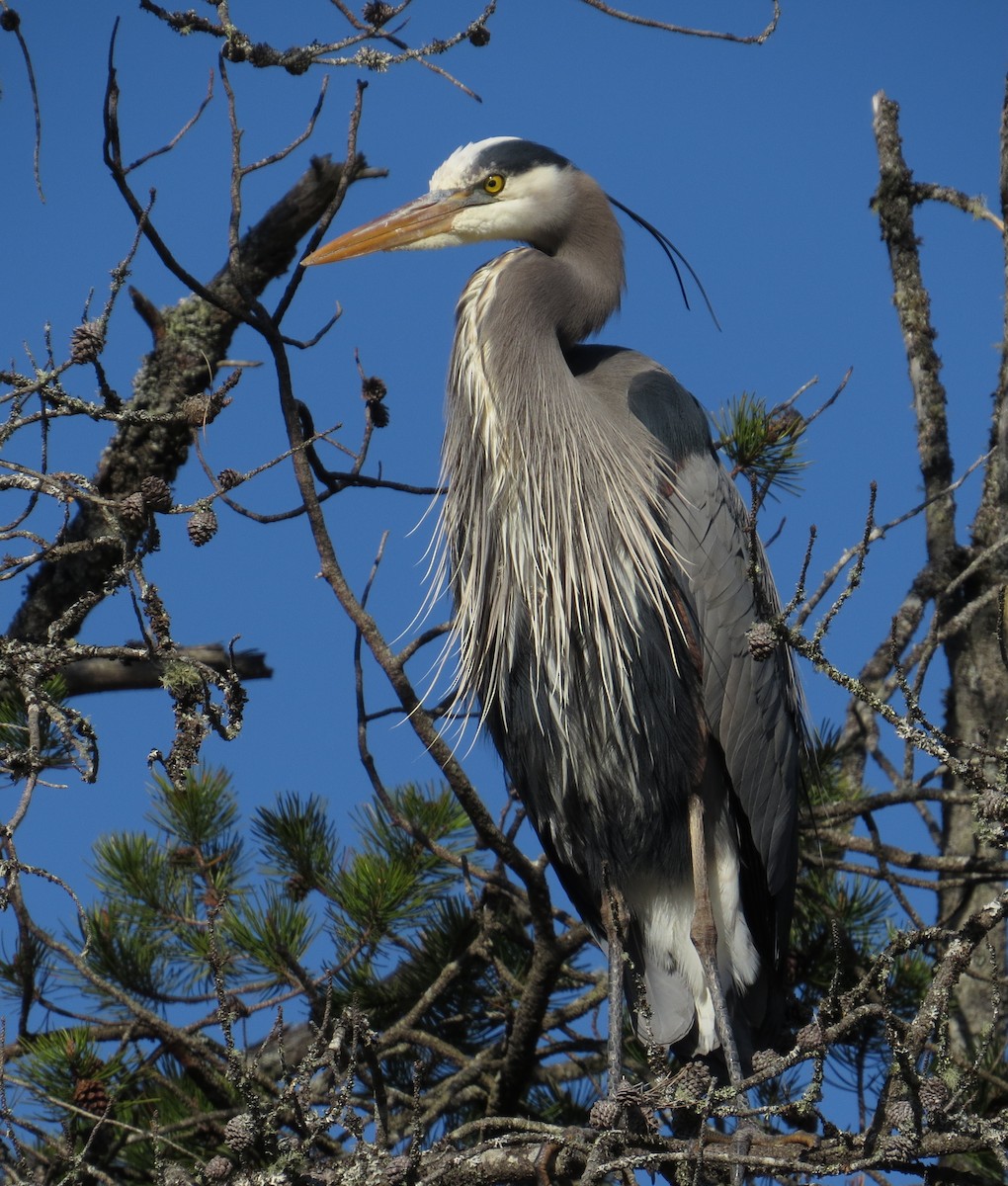 Great Blue Heron - ML617792275