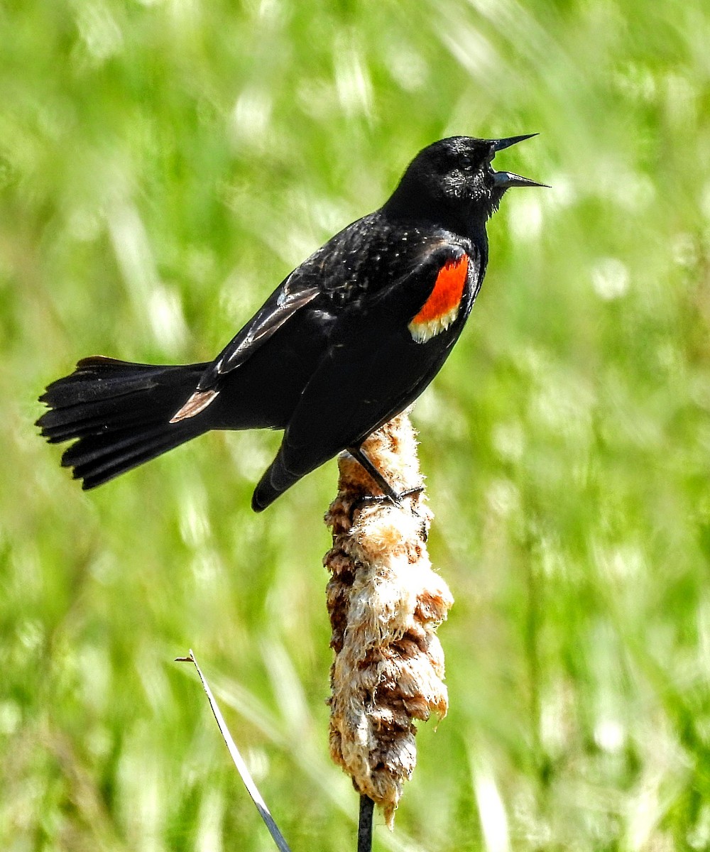 Red-winged Blackbird - Katey Buster