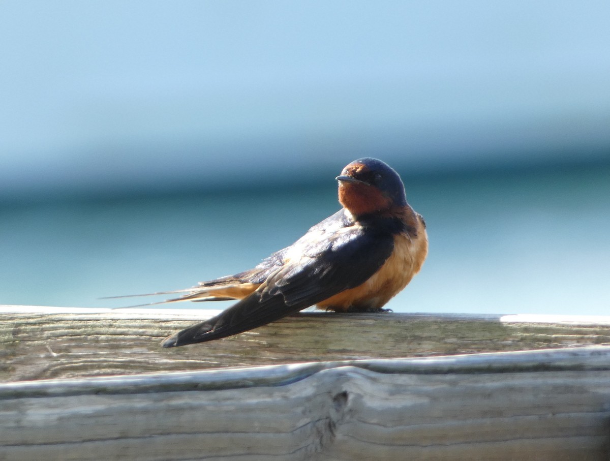 Barn Swallow - ML617792322