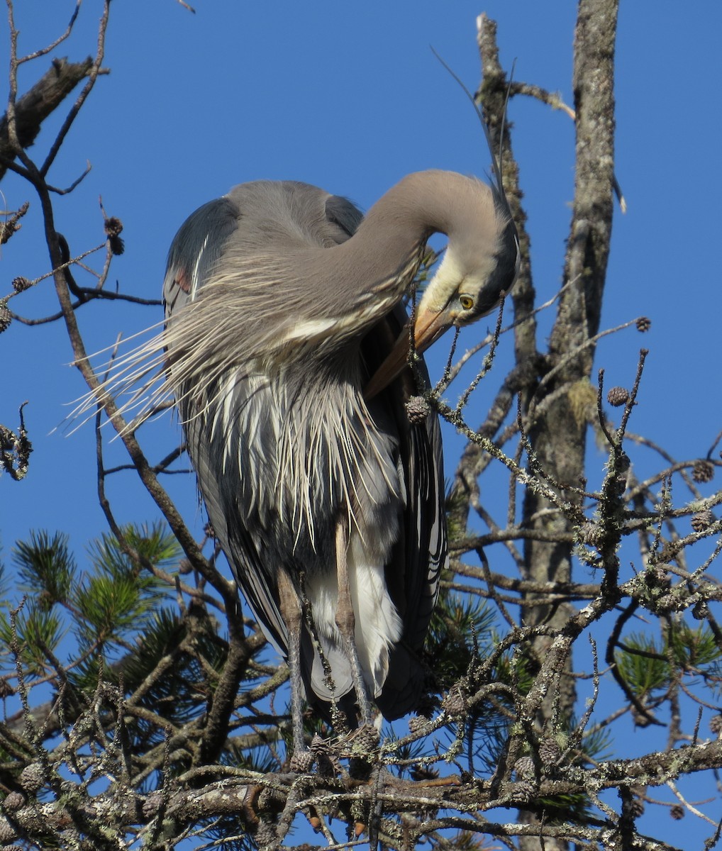 Great Blue Heron - ML617792330
