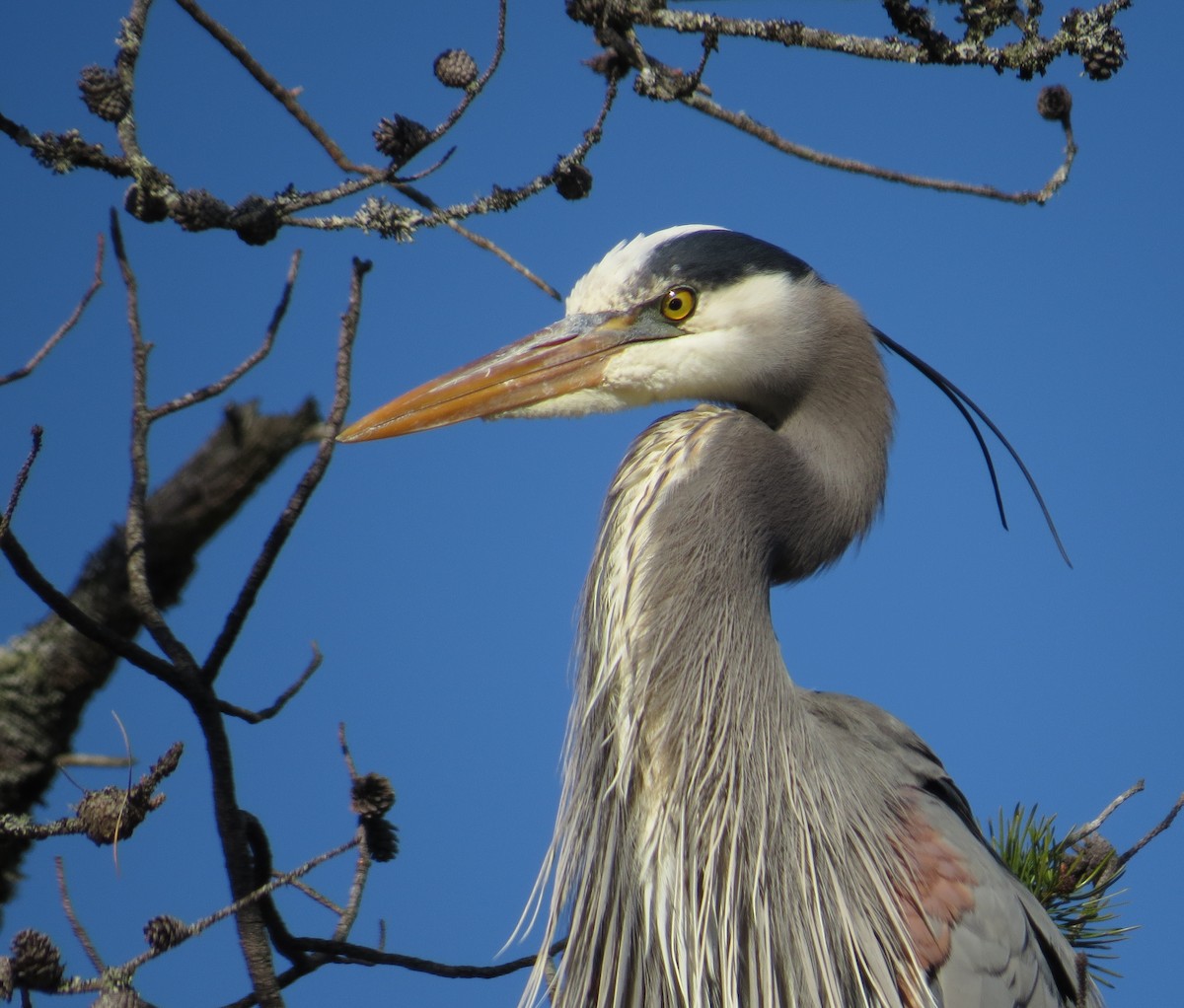 Great Blue Heron - ML617792347
