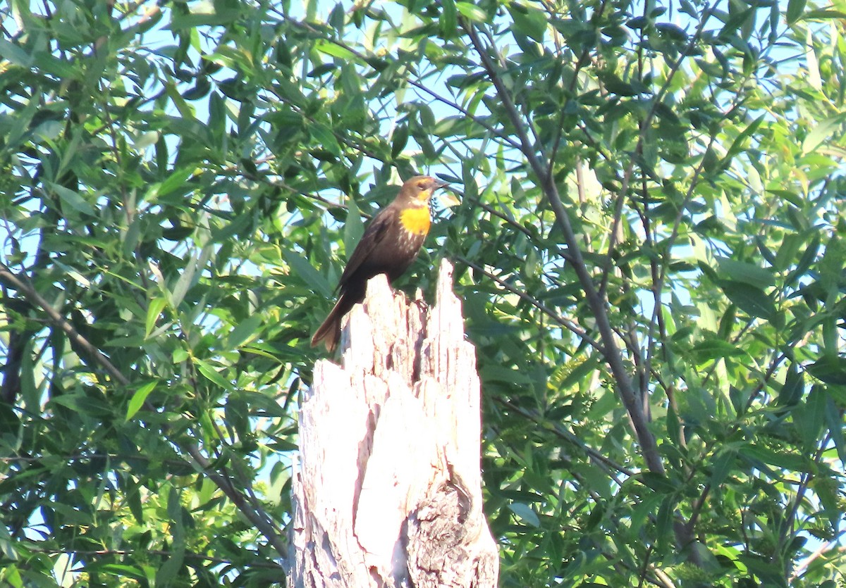 Yellow-headed Blackbird - ML617792350