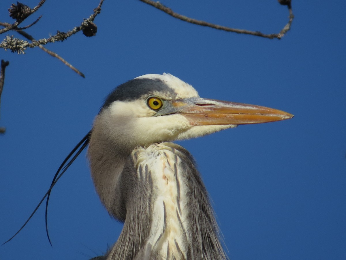 Great Blue Heron - ML617792362