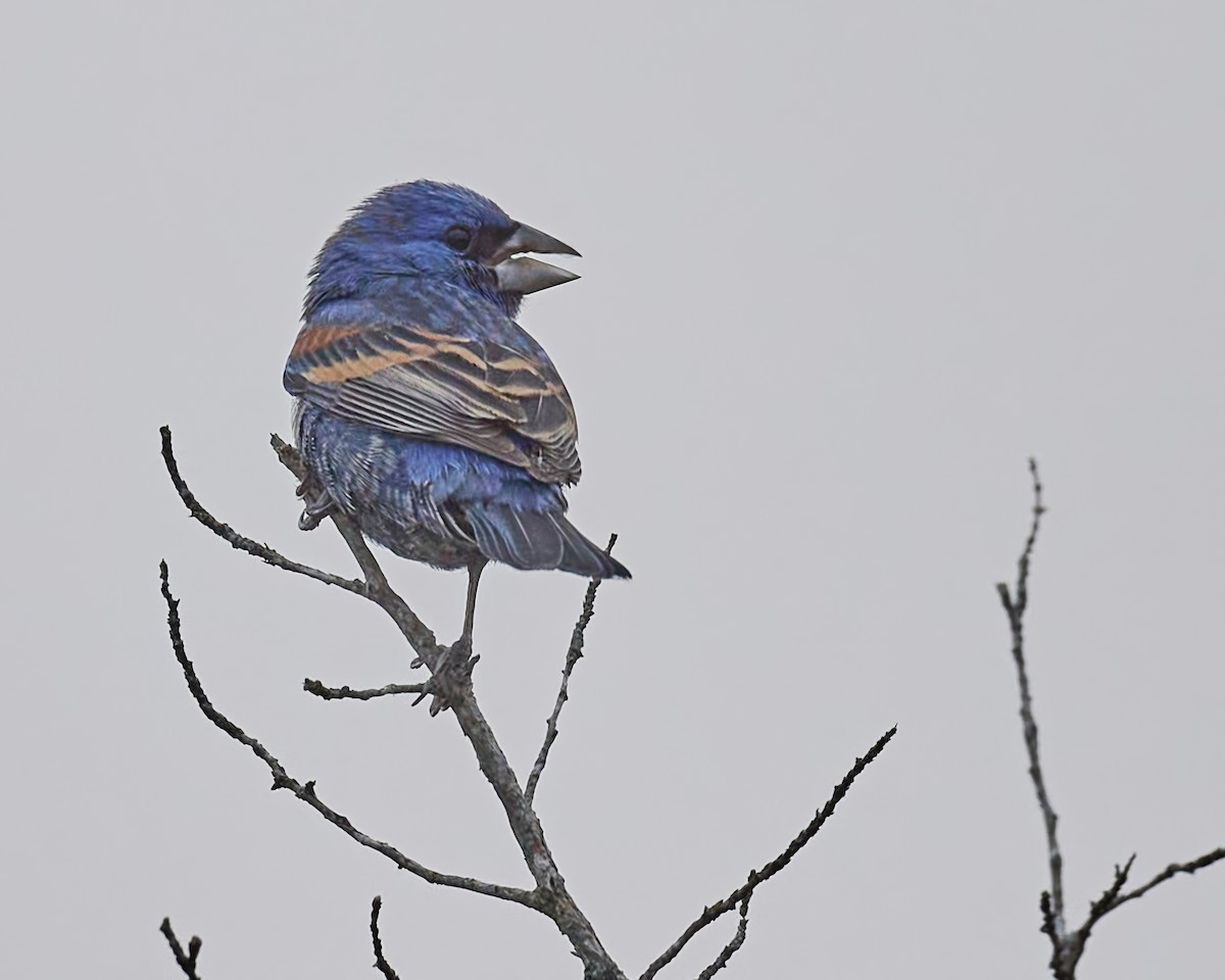 Blue Grosbeak - ML617792418