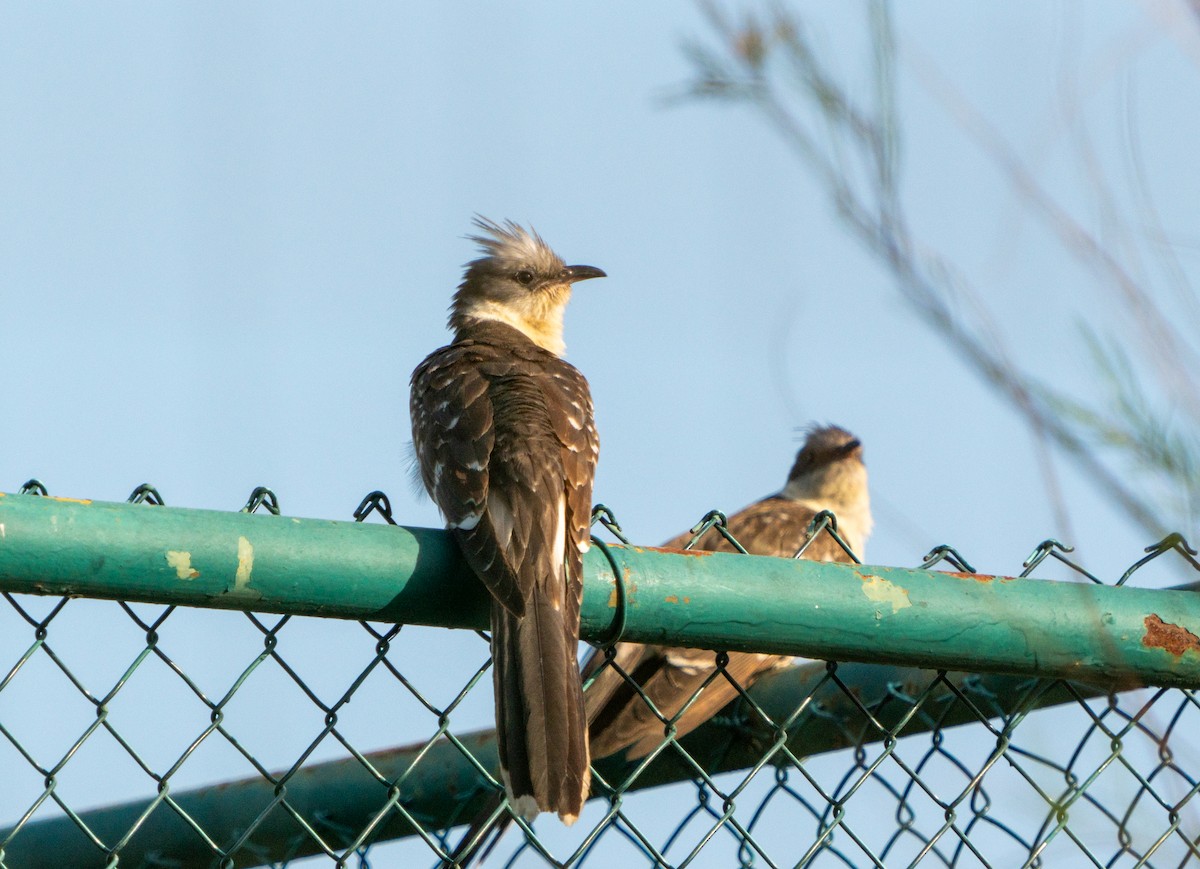 Great Spotted Cuckoo - ML617792419
