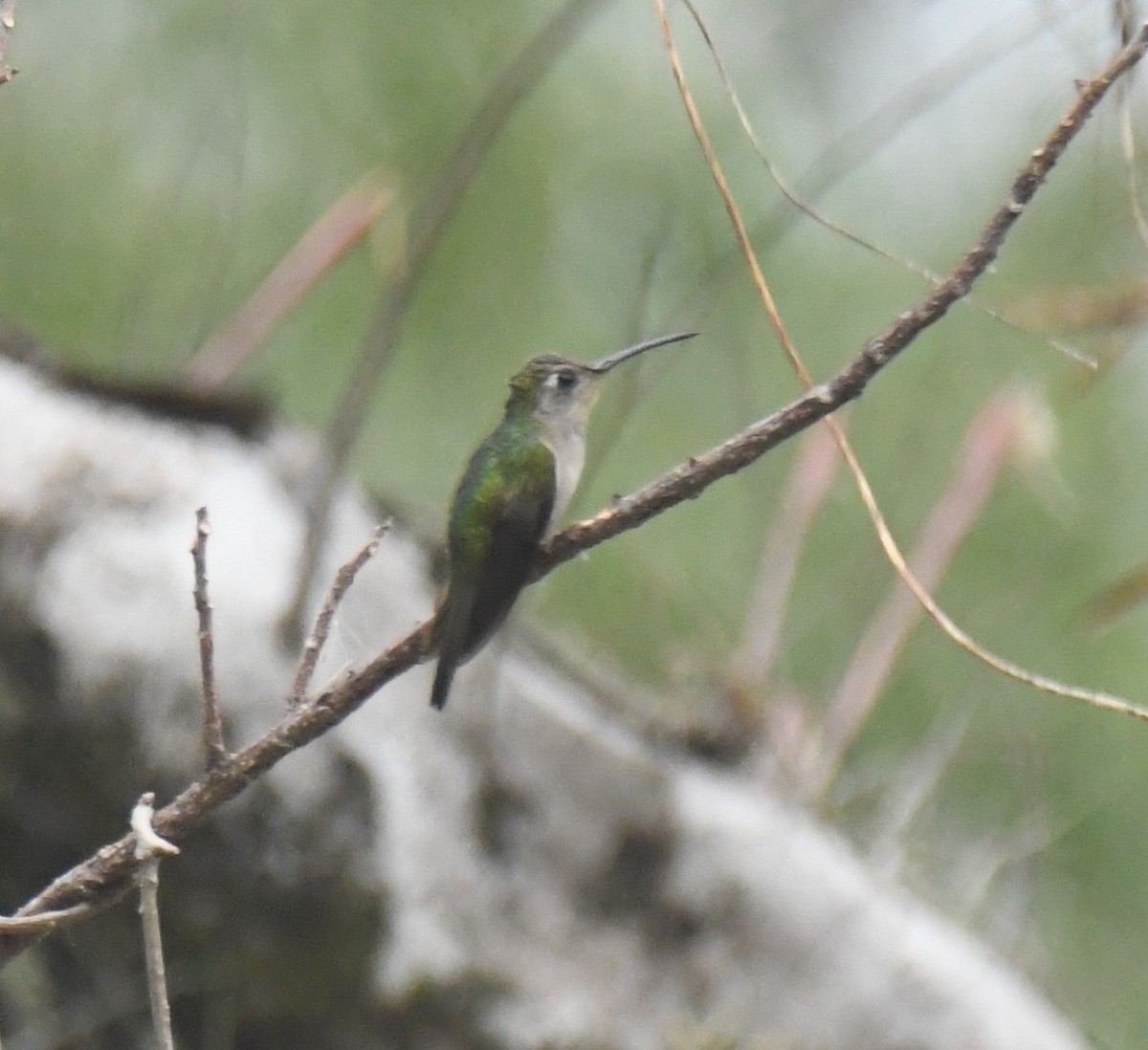 Wedge-tailed Sabrewing - ML617792465