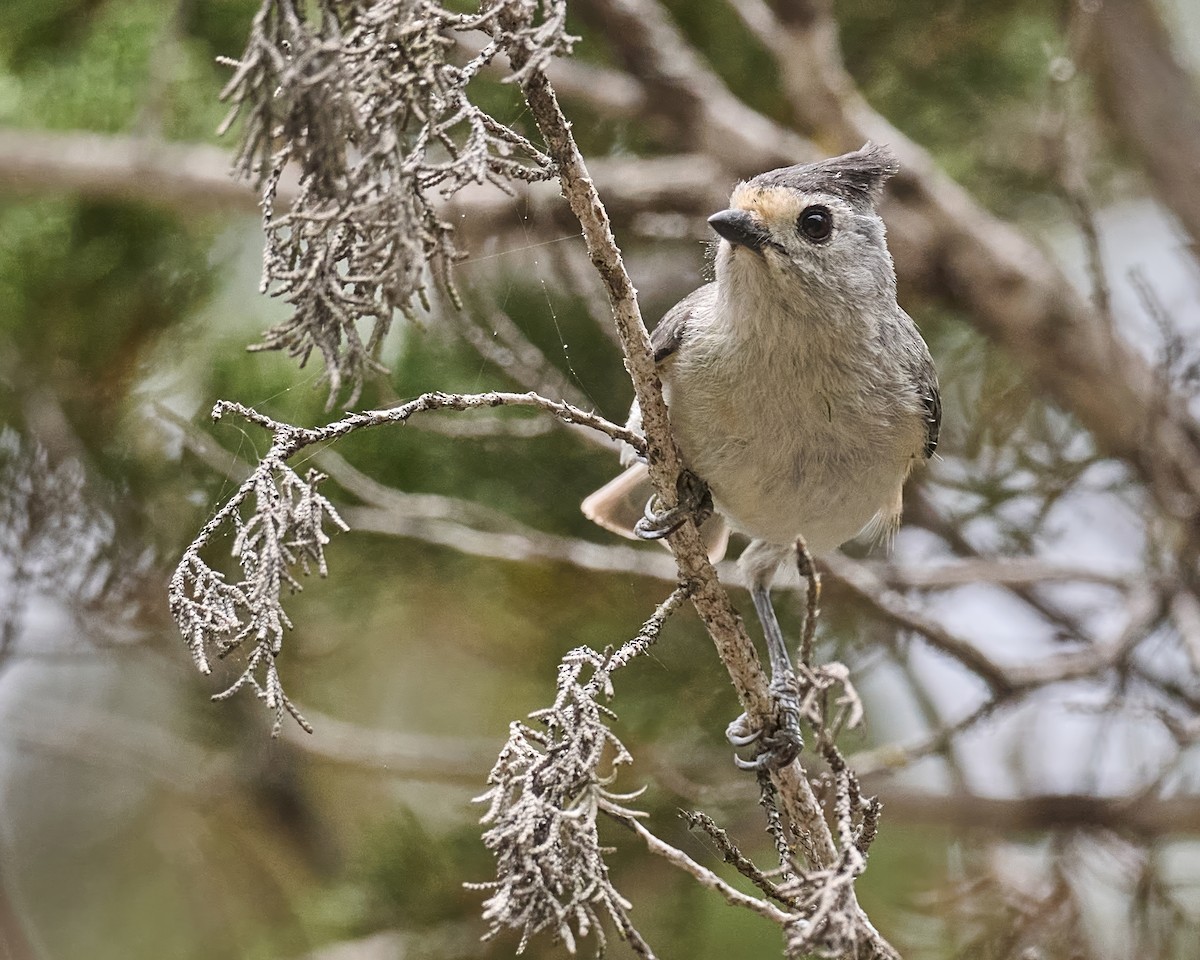 Black-crested Titmouse - ML617792474