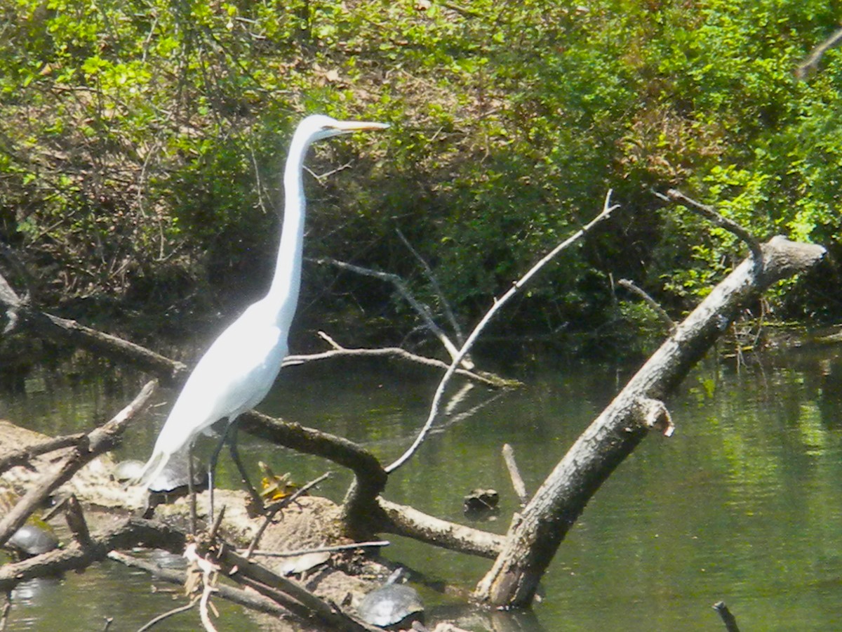 Great Egret - Rick Keyser