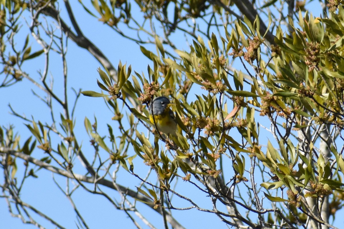 Northern Parula - Jeremy Braun